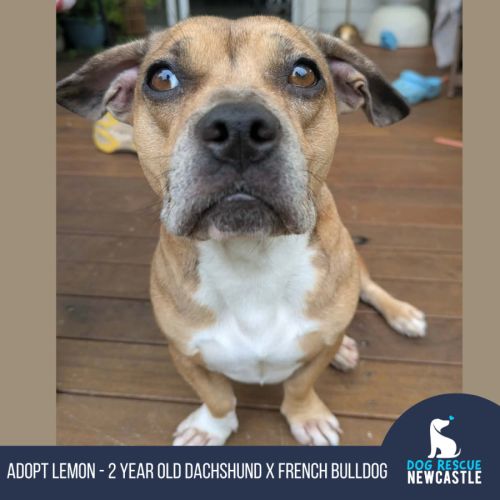Lemon - 2 Year Old Dachshund X French Bulldog