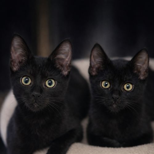 Little Bear and Phoenix