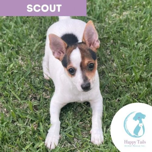 Scout