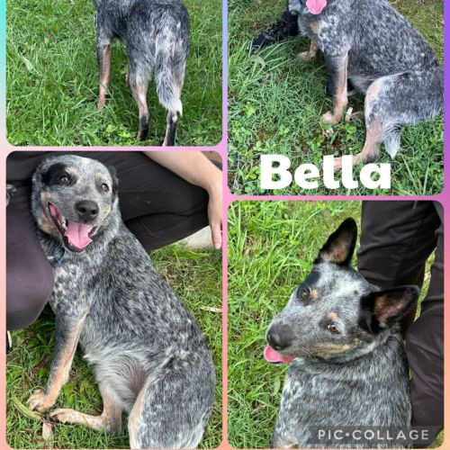 No photo for Bella