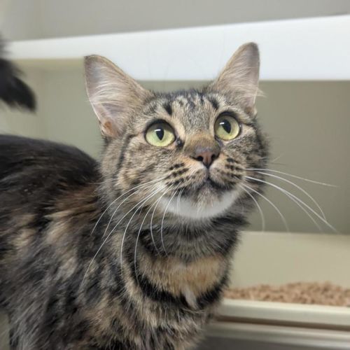 🧁 Giovanna 6890 🧁