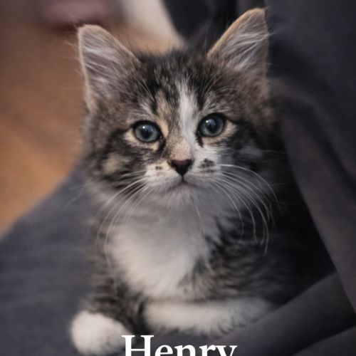 Henry
