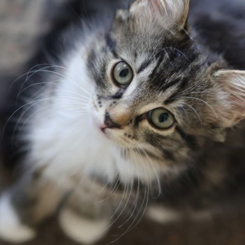 No photo for Britney