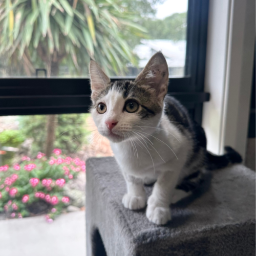 Miko