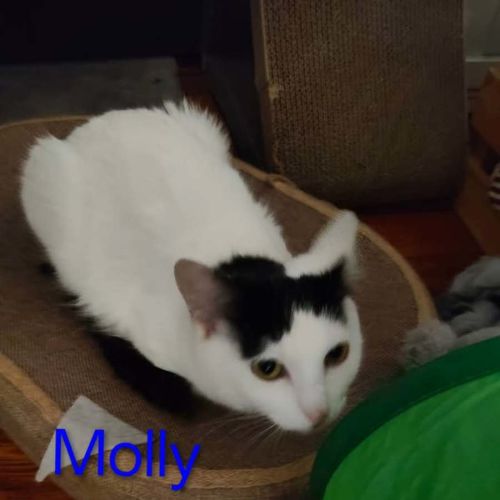 Molly (Empty The Nest $50 Adoption Special )