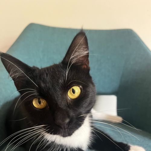 Phoenix - now available PET Quarters Belmont