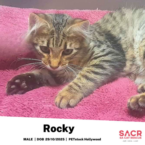 Rocky
