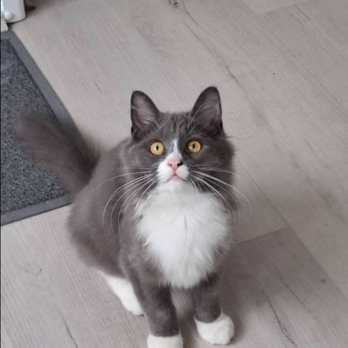 Rue - Ringworm Special $49