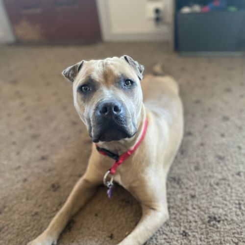 Lyra