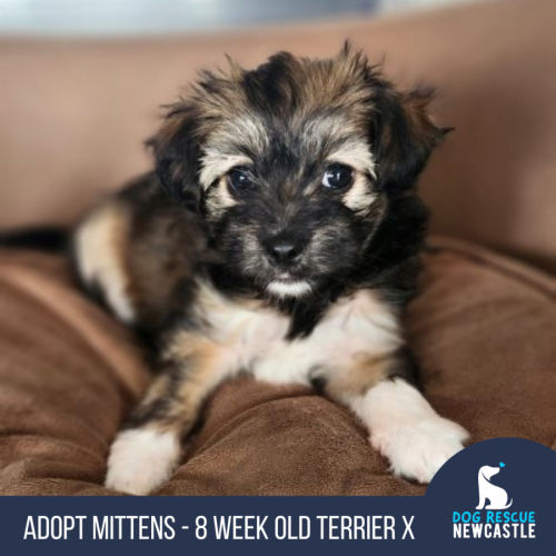 Mittens - 8 Week Old Terrier X