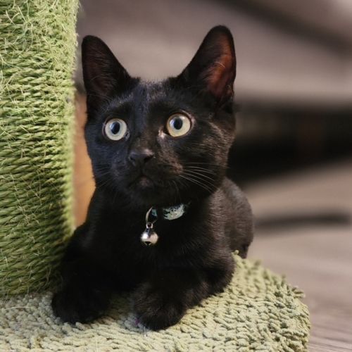 Morgan - In foster care in Avondale Heights