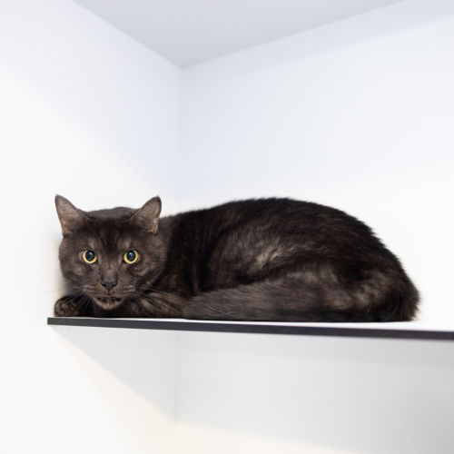 Milo