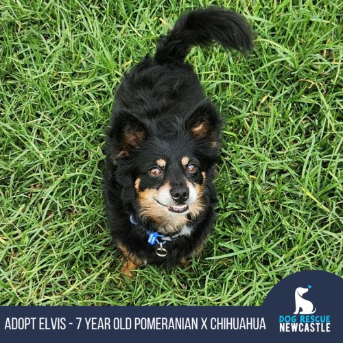 Elvis - 7 Year Old Pomeranian X Chihuahua
