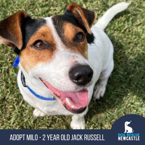 Milo - 2 Year Old Jack Russell Terrier