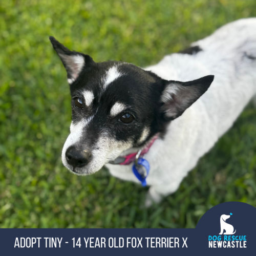 No photo for Tiny   14 Year Old Fox Terrier X