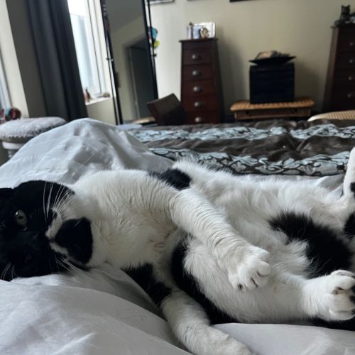 No photo for Munchkin Loves Apartment Living !