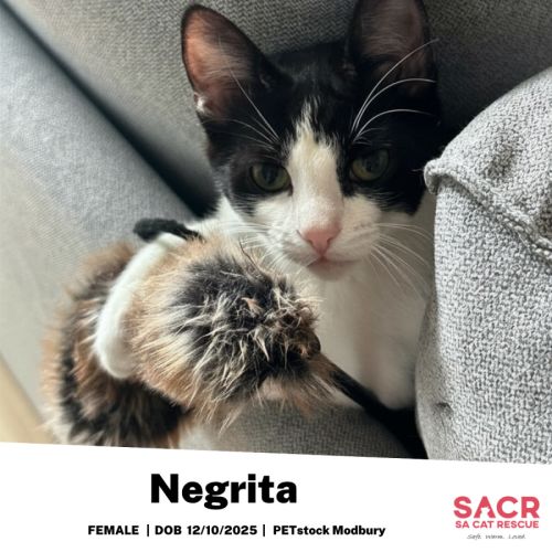 Negrita