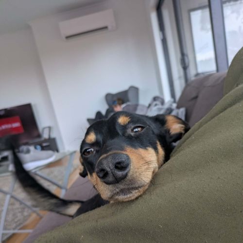 No photo for Toby 
