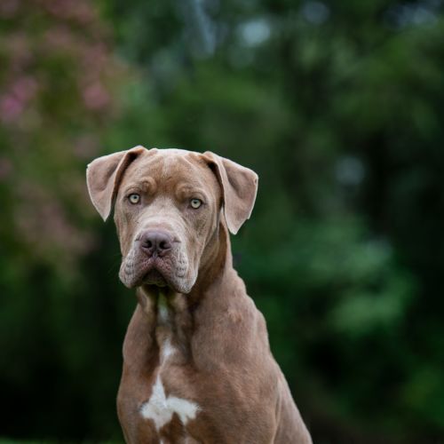 Tyson