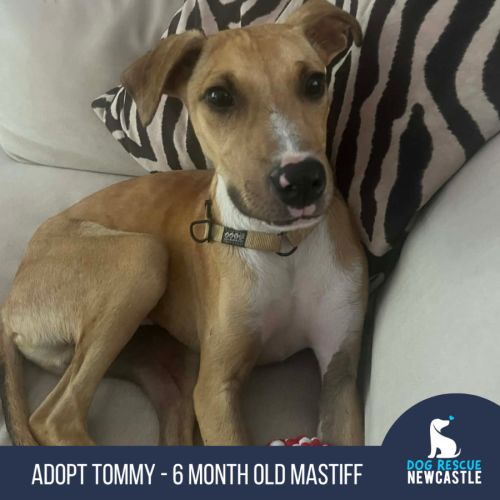 Tommy - 6 Month Old Mastiff