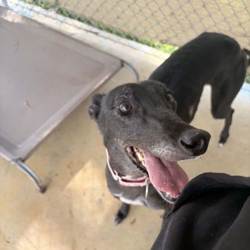 Nibbler The Greyhound