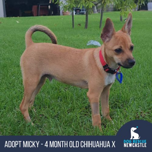 Micky - 4 Month Old Chihuahua X