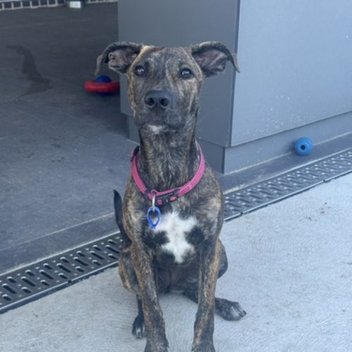 Remi - 5 Month Old Kelpie X Catahoula Leopard Dog