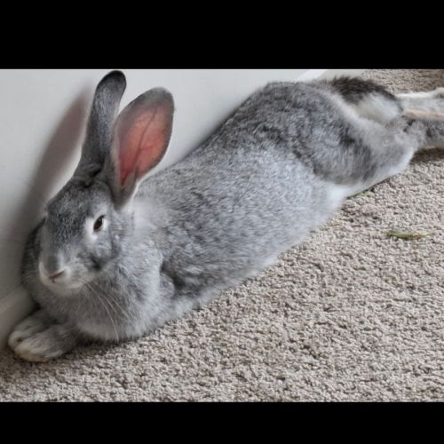 Bilby