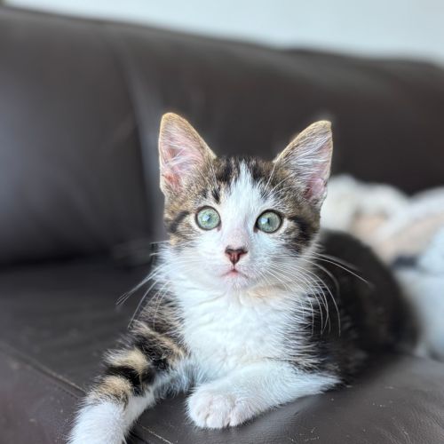 Bosco