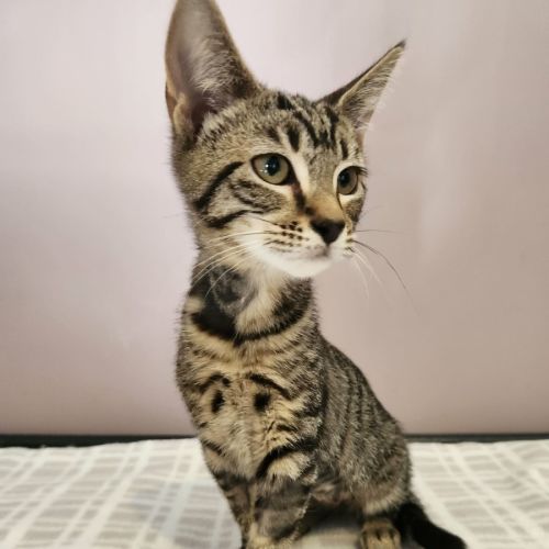 Audrey - In foster care in Templestowe