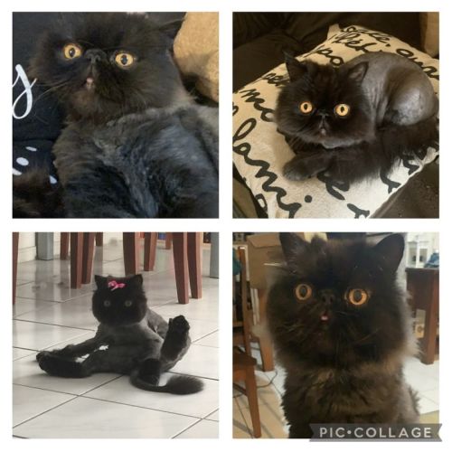 No photo for Hagrid (Haggie)