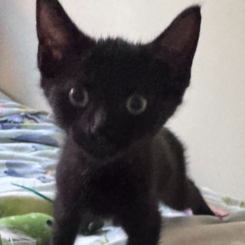 Meowser - 7 Week Old Domestic Short Hair