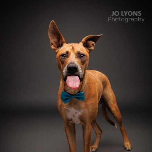 Casey - 2 Year Old Mixed Breed