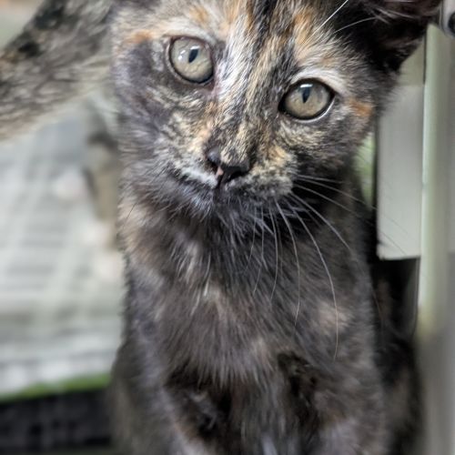 Rosie