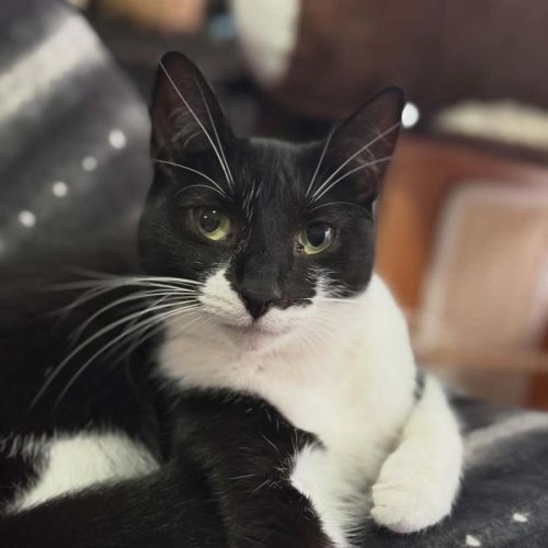 Sevika **2nd Chance Cat Rescue**