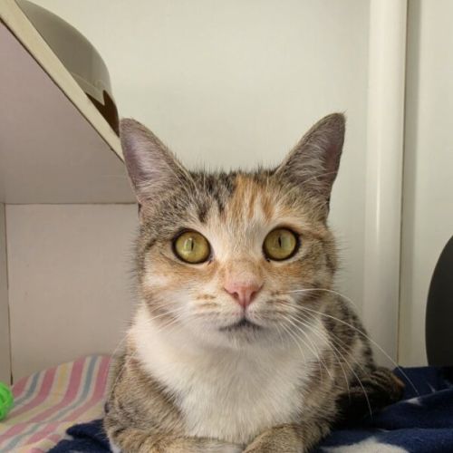 Hazel
