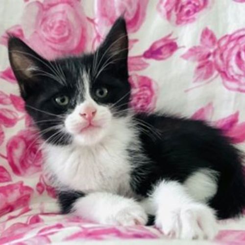 Oreo