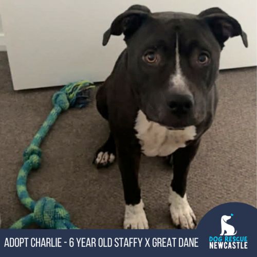 Charlie - 6 year old Staffy X Great Dane 