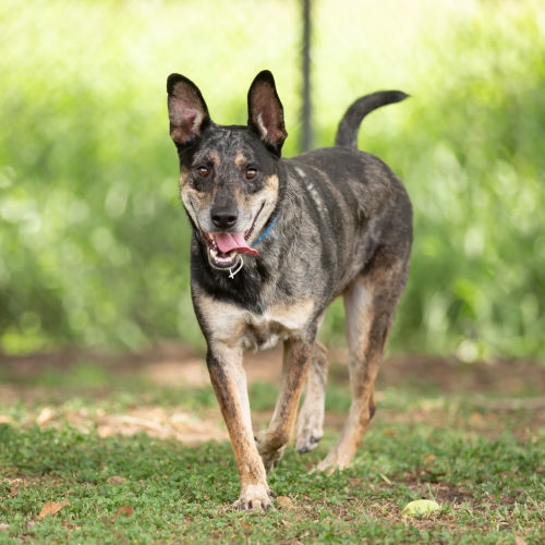 Max