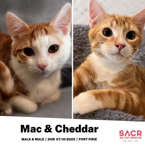 No photo for Mac & Cheddar