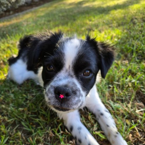 No photo for Daisy