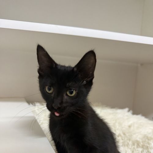 Binx