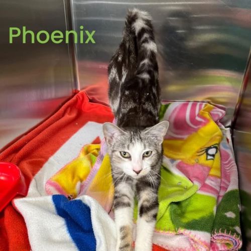 Phoenix