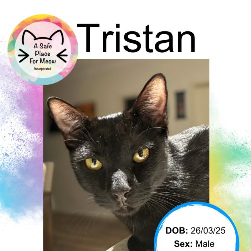 No photo for Tristan