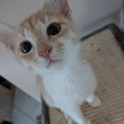 Nibbles 