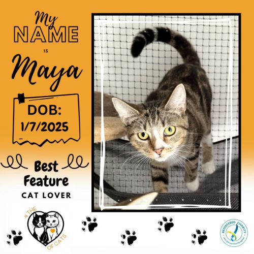 No photo for Maya