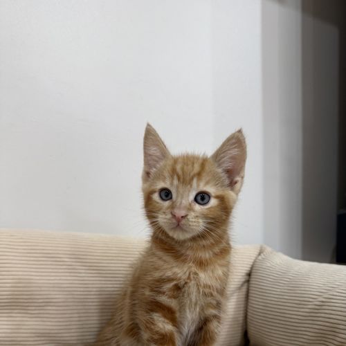 Oliver 