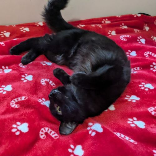 No photo for Biscuit 