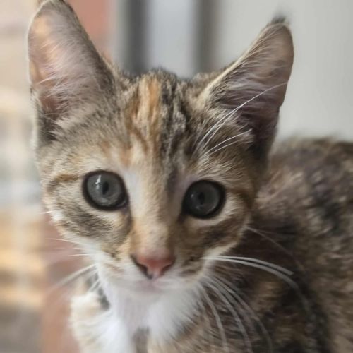 Toffee - In foster care in Healsville