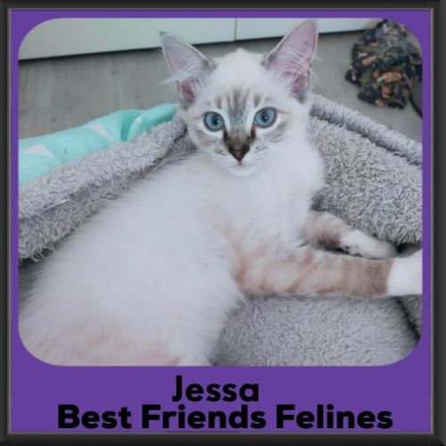 Jessa